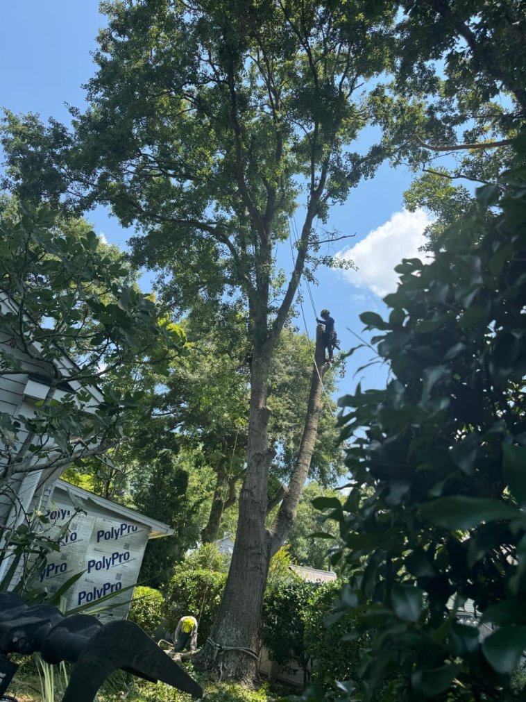 Lion Tree Service and Landscaping LLC project photo 31